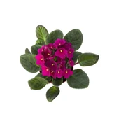 Saintpaulia Ionantha 'Purple' (Menekşe Çiçeği) thumbnail 2