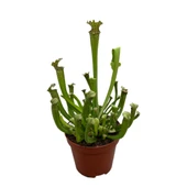 Sarracenia ‘Umlanftiana’ (Sinek Kapan Etobur Bitki) thumbnail 1