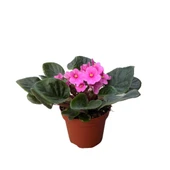 Saintpaulia Ionantha 'Pink' (Menekşe Çiçeği) thumbnail 1