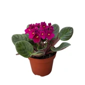 Saintpaulia Ionantha 'Purple' (Menekşe Çiçeği) thumbnail 1