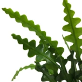 Epiphyllum Anguliger (Atlas Çiçeği) thumbnail 2