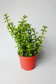 Fil Azığı (Portulacaria Afra) Para Çiçeği 8.5 Saksıda - 1