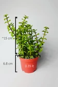 Fil Azığı (Portulacaria Afra) Para Çiçeği 8.5 Saksıda - 4