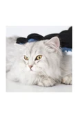 Kedi Köpek Tüy Toplayıcı Eldiven Evcil Hayvan Tüy Toplama Eldiven thumbnail 5
