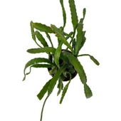 Epiphyllum 'Red Tip' (Atlas Çiçeği) thumbnail 2