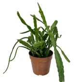 Epiphyllum 'Red Tip' (Atlas Çiçeği) thumbnail 1