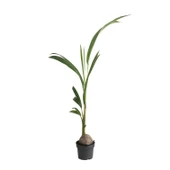 Cocos Nucifera (Hindistan Cevizi Palmiyesi) thumbnail 1