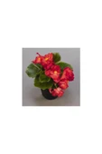 Kırmızı Renk Begonya Çiçeği 10-20 cm thumbnail 1