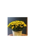 Sarı Kasımpatı Krizantem Hüzün Çiçeği 5-10 cm Chrysanthemum thumbnail 2