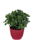 Kasımpatı Saksı’da (Chrysanthemum) Kırmızı Renk 10-20 cm thumbnail 1