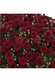 Kasımpatı Saksı’da (Chrysanthemum) Kırmızı Renk 10-20 cm thumbnail 3