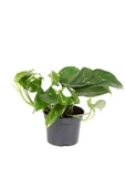 Pothos (Potos) Salon Sarmaşığı - Epipremnum Aureum 10-20 cm thumbnail 1