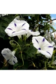Muka Botanik 5 Adet Beyaz Sarmaşık Çiçeği (gündüz Sefası) Tohumu thumbnail 3