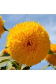 Muka Botanik 15 Adet Garden Sun Flower Gold Dwarf Tohumu thumbnail 4