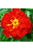 Muka Botanik 5 Adet Natural French Marigold Carmen Tohumu thumbnail 3
