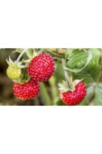 Muka Botanik Yayılıcı Dağ Çileği Tohumu Ekim Seti thumbnail 3