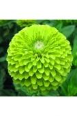 Muka Botanik 10 Adet Zinnia Elegans Tohumu thumbnail 2