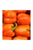 Muka Botanik Nadir Ithal Turuncu Dolmalık Biber Tohumu 5 Adet Tohum thumbnail 2
