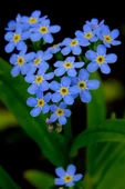 Muka Botanik Mavi Unutma Beni Çiçeği Tohumu / 20 Adet Tohum thumbnail 4
