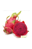Muka Botanik Tropikal Kırmızı Pitaya Meyvesi Tohumu 10 Adet Tohum thumbnail 1