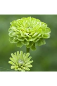 Muka Botanik 10 Adet Zinnia Elegans Tohumu thumbnail 3