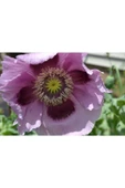 Muka Botanik 5 Adet Giant Purple Poppy Tohumu thumbnail 2