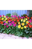Muka Botanik Karışık Renkli Gerbera Çiçeği Tohumu thumbnail 4