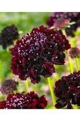 Muka Botanik 5 Adet Mourning Bridge Scabiosa Day & Night Mix Tohumu thumbnail 5