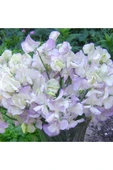 Muka Botanik 10 Adet Organic Sweet Pea High Scent Tohumu thumbnail 1