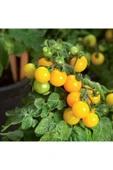 Muka Botanik 20 Adet Yellow Micro Dwarf Domates Tohumu thumbnail 2