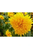Muka Botanik 15 Adet Garden Sun Flower Gold Dwarf Tohumu thumbnail 3
