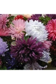 Muka Botanik 10 Adet Natural Chrysanthem Aster Mix Heirloom Tohumu thumbnail 2