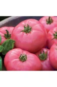 Muka Botanik Nadir Dev Pembe Domates Tohumu Ekim Seti thumbnail 2