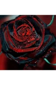 Muka Botanik 5 Adet Red And Black Rose Gül Tohumu thumbnail 3