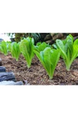 Muka Botanik 100 Adet Parris Island Romaine Marul Tohumu thumbnail 2