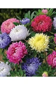 Muka Botanik 10 Adet Natural Chrysanthem Aster Mix Heirloom Tohumu thumbnail 5