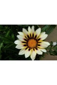 Muka Botanik 10 Adet White Gazania Tohumu thumbnail 1