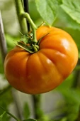 Muka Botanik Hybrite Turuncu Domates Tohumu / 10+ Adet Tohum thumbnail 3