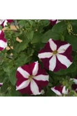 Muka Botanik 10 Adet Natural Trailing Petunia Purple Star Tohumu thumbnail 3
