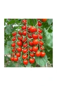 Muka Botanik Erkenci Beşdeli Salkım Domates Tohumu 10 Adet Tohum thumbnail 3