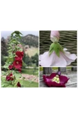 Muka Botanik 5 Adet Mixed Color Hollyhock Tohumu thumbnail 1