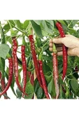 Muka Botanik Uzun Kırmızı Acı Biber Tohumu Ekim Seti thumbnail 4