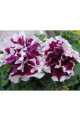 Muka Botanik 10 Adet Natural Double Petunia Piruet Purpurnaya Tohumu thumbnail 2