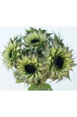 Muka Botanik 10 Adet Sunflower Sun-fill Purple Tohumu thumbnail 4