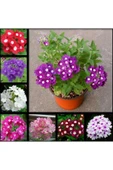 Muka Botanik 10 Adet Karışık Renkli Mine Çiçeği Tohumu ( Verbena ) thumbnail 1