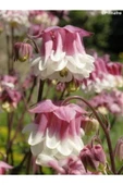 Muka Botanik 5 Adet Pink Petticoat Columbine Tohumu thumbnail 1
