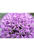 Muka Botanik 20 Adet Purple Gıant Allıum Tohumu thumbnail 5
