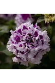 Muka Botanik 10 Adet Natural Double Petunia Piruet Purpurnaya Tohumu thumbnail 1