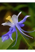 Muka Botanik 5 Adet Colorado Blue Columbine Tohumu thumbnail 6