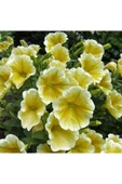 Muka Botanik 10 Adet Natural Trailing Petunia Yellow Star Tohumu thumbnail 1